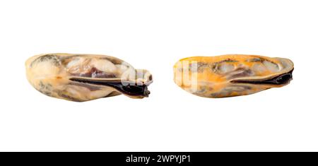 Front view or side view of steamed or cooked mussels without shell is isolated on white background with clipping path. Stock Photo