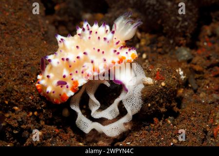 Nudibranch, Mexichromis multituberculata with egg ring. Tulamben, Bali, Indonesia. Bali Sea, Indian Ocean Stock Photo