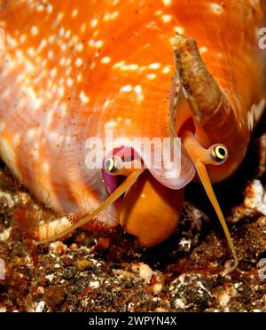 Bubble Stromb or Bubble Conch, Euprotomus bulla, previously Strombus ...