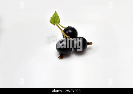 How ripe black currant berries with green leaf lie on a white background. Stock Photo