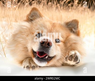 Cream Finnish Lapphund dog head shot, with mouth open showing bottom ...