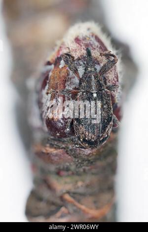 Apple blossom weevil (Anthonomus pomorum). One of the most important pests of apple trees in orchards and gardens Stock Photo
