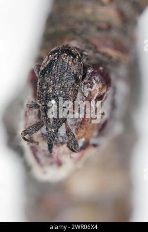 Apple blossom weevil (Anthonomus pomorum). One of the most important pests of apple trees in orchards and gardens Stock Photo
