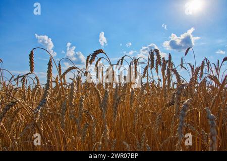 Wheat field under a clear sky, sun highlighting the golden hues. Stock Photo