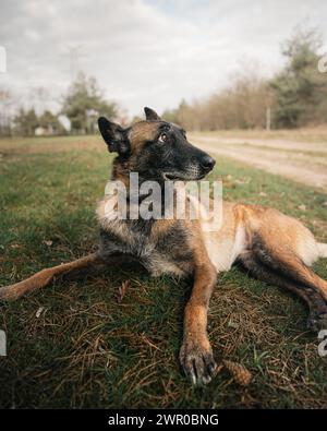 A German Shepherd dog with black and tan fur rests on green grass Stock Photo