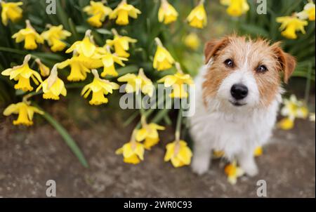 Happy smiling cute dog sitting with daffodil flowers in spring. Easter banner or background Stock Photo