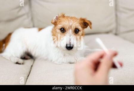 Owner wants to check and clean her funny dog's ear. Pet care. Stock Photo