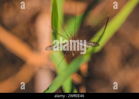 Nature's Art: Crane Fly with Iridescent Wings Rests on a Green Leaf, Macro View. Stock Photo