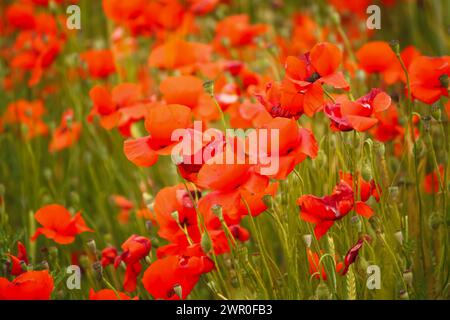 red poppies in a tranquil meadow under the open sky Stock Photo