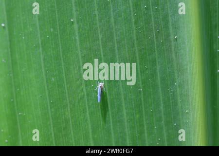 A tiny insect, leafhopper on a maize, corn leaf. Stock Photo