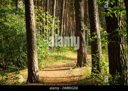 The trail passes between four trunks of pine trees illuminated by the summer sun in a green coniferous forest Stock Photo