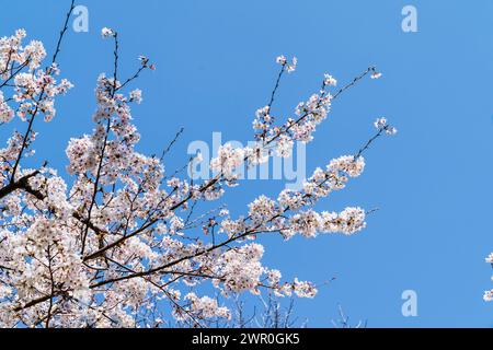 Close up of sunlit Japanese cherry blossoms on branches against a clear blue sky during the springtime. Stock Photo