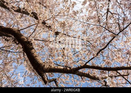 Close up of sunlit Japanese cherry blossoms on branches against a clear blue sky during the springtime. Stock Photo