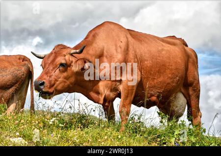 Tarine cow grazing in the French Alps in Savoie department at La Plagne Stock Photo