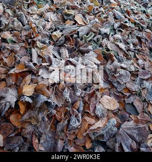 Carpet of fallen leaves with a frosting of rime on a winter morning. Stock Photo