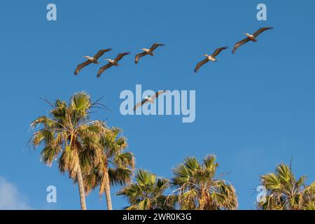 flock of six pelicans fly glide across clear blue California sky and above tall Mexican Fan Palm trees in America Stock Photo