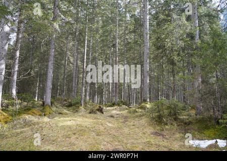 Forest of conifers in winter Stock Photo