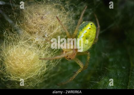 Cucumber green orb spider (Araniella cucurbitina) female tending to egg sac, UK Stock Photo