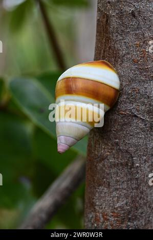 Florida Tree Snail - Liguus fasciatus - on Gumbo Limbo Tree in Everglades National Park, Florida. Stock Photo