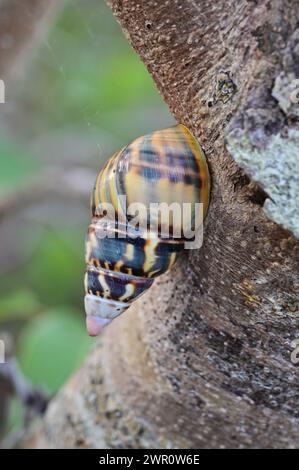 Florida Tree Snail - Liguus fasciatus - on Gumbo Limbo Tree in Everglades National Park, Florida. Stock Photo