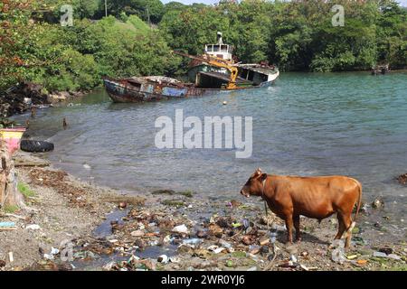 Shipwreck on a beach with trash with a cow in front of it in Castries, St. Lucia Stock Photo