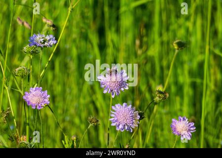 Biene sammelt Nektar auf einer Wiesen Witwenblume, Knautia arvensis Stock Photo