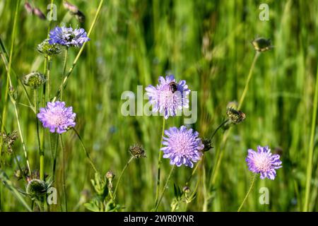 Biene sammelt Nektar auf einer Wiesen Witwenblume, Knautia arvensis Stock Photo
