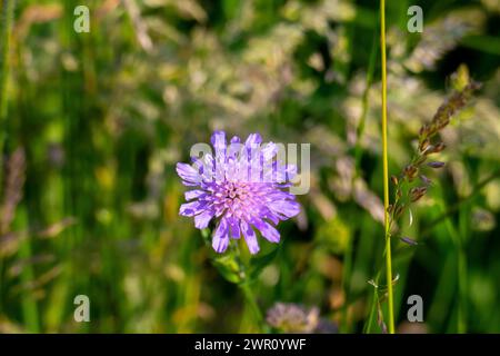 Wiesen Witwenblume, Knautia arvensis,  auf einer grünen Wiese Stock Photo
