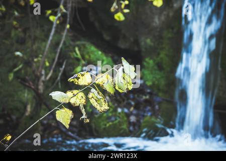 Small artificial waterfall on the forest river. Stock Photo