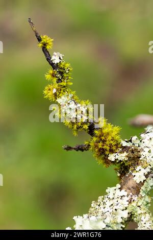 Close up of several varieties of lichen growing on a tree branch against a blurred green background, England, UK Stock Photo