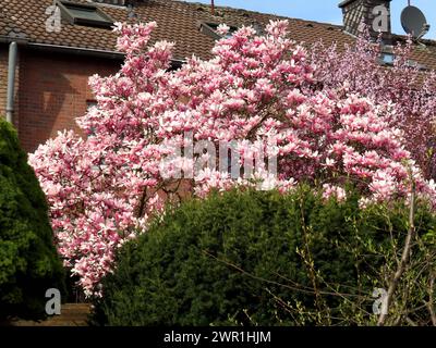 Welch eine Farbsynfonie in Rosa und Rosarot Magnolienbaum und Blutpflaume in voller Bluete *** What a color symphony in pink and pink-red Magnolia tree and blood plum in full bloom Stock Photo