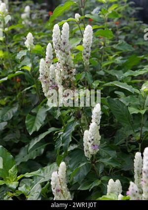 Squirrel's Tail, Paper Plum or White Shrimp Plant, Justicia betonica, Acanthaceae. Stock Photo