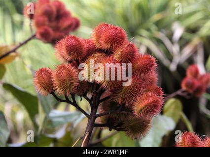 Achiote or Lipstick Tree, Bixa orellana, is a shrub or small tree originating from the tropical region of the Americas. North, Central, and South Amer Stock Photo