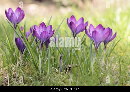 Close-up of a group of beautiful purple crocuses in a lawn, selective focus Stock Photo