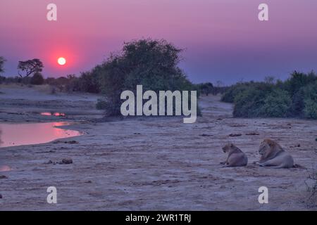 Two lions, male and female, resting close to a waterhole as the sun starts to set in the distance Stock Photo
