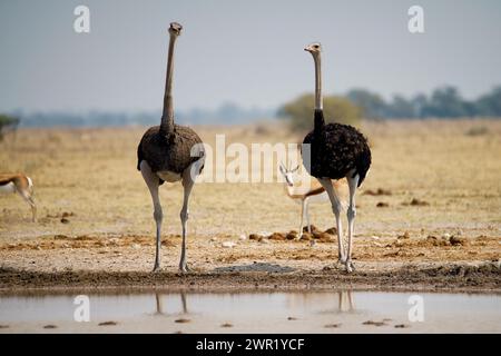 A male and female ostrich on the open plains and savannah of Africa next to a waterhole Stock Photo