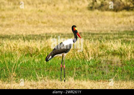 Saddle billed stork wading in the shallow water of a wetland area of Africa looking for food Stock Photo