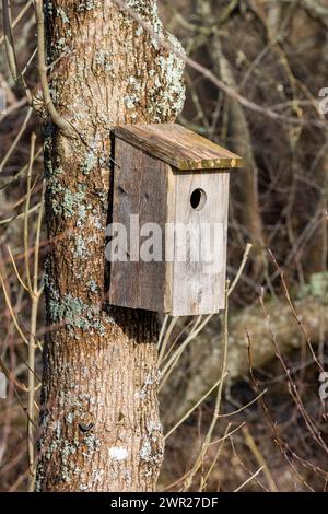 Bird house on a tree in the forest. Moss and a snail on the tree trunk. Stock Photo