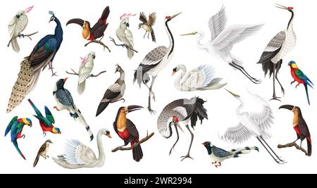 Biggest birds set in realistic style, high quality detail. Vector. Stock Vector