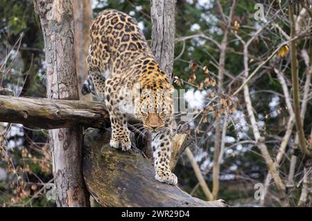 Amur leopard (Panthera pardus orientalis) Stock Photo