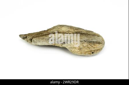 Piece of driftwood isolated on white background. Decorative bogwood. Stock Photo