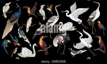 Biggest birds set in realistic style, high quality detail. Vector. Stock Vector