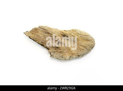 Piece of driftwood isolated on white background. Decorative bogwood. Stock Photo