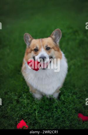 cute corgi dog sitting on the green grass with a red red heart in his teeth Stock Photo