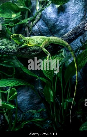 green iguana on a branch Stock Photo