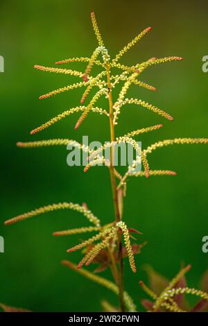 Aruncus dioicus flower Stock Photo