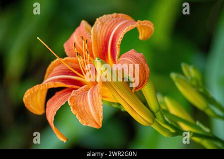 Hemerocallis fulva flower Stock Photo