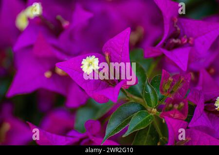 Bougainvillea glabra flower Stock Photo
