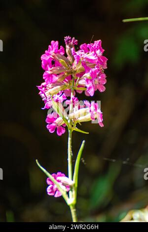 Viscaria vulgaris flower Stock Photo