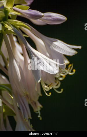 Hosta sieboldiana flower Stock Photo